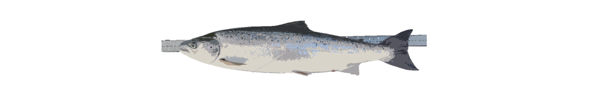 Le retour du saumon Atlantique