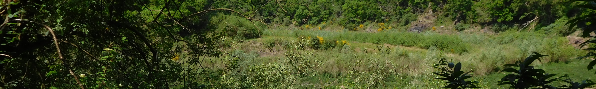 Restoration phase projects