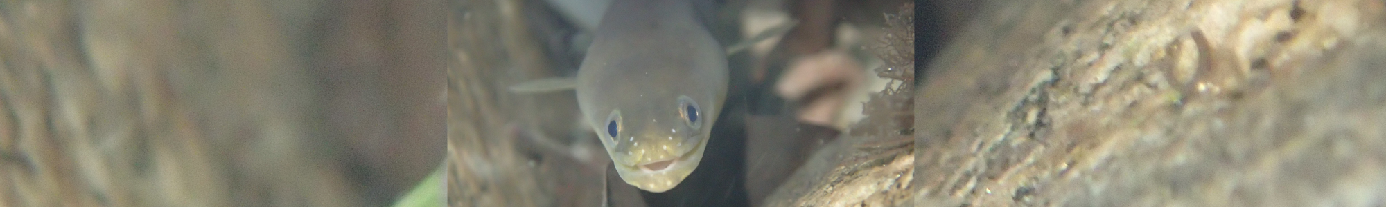 Traits d'histoire de vie des espèces thalassotoques