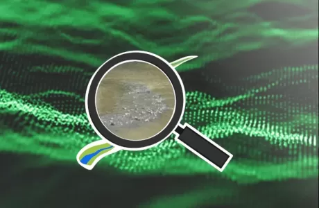 zoom sur les données de frayères de lamproies marines